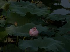 -亭林园-华藏寺