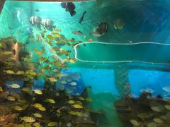 -瑞德姆美人鱼海底演艺主题餐厅(亚龙湾店)