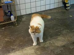 -喵屿·大理花园猫咖