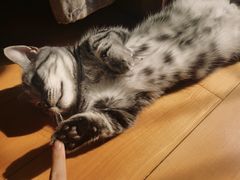 -纳吉亚猫专科动物医院·北北分院