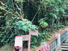 -金盆阿嬷香菇茶叶蛋(玄光店)