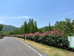 -习家池