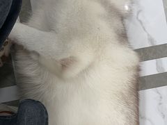 -星多哈·狗咖·拼豆·咖啡