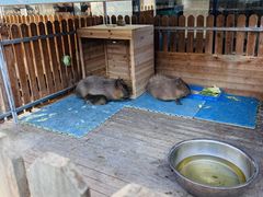 -廊坊固安福朋喜来登酒店