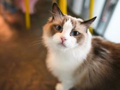 -喵屿·大理花园猫咖