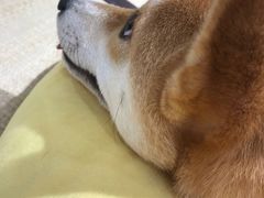 -逗柴咖啡屋·狗咖猫咖宠物桌游