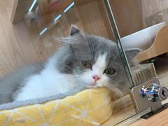 -山宅一喵德文卷毛猫舍