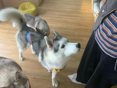 -Husky Go! 哈士奇体验馆·宠物咖啡厅狗咖
