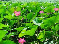 -长春市南湖公园