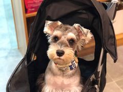 -小尾巴宠物店(万科·金域华庭店)