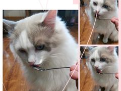 -绒爪撸猫下午茶·猫咖