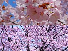 -北海道神宫
