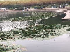 -新江湾城公园
