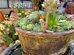 -寂照庵