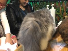 -李小姐の猫咖啡馆(五角场店)