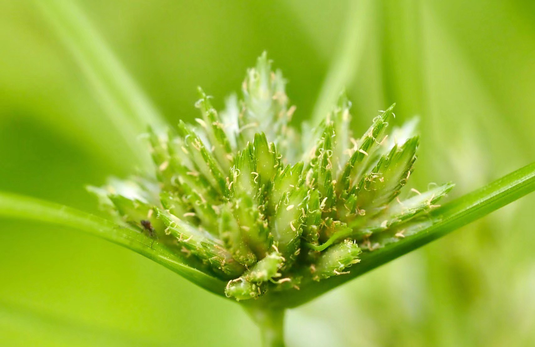 沙银草药图片