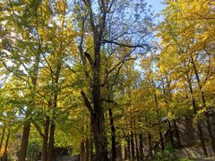 -阳台山自然风景区