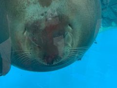 -海合安成都极地海洋公园