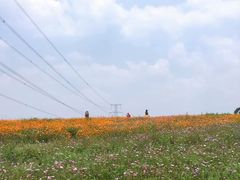 -紫颐香薰山谷景区