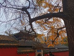 -中原农家乐(中原饭店)