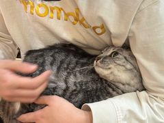 -momokira米努特·德文卷毛猫·棉花面纱犬