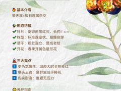 -哈尔滨道外花鸟鱼市场