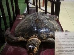 -游龙石文化科普馆