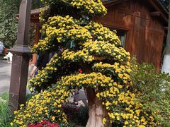-杭州植物园