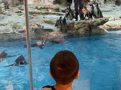 -帝企鹅自助餐厅•儿童岛•真企鹅(长隆企鹅酒店)