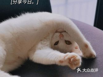 我的宝藏猫咪，真的超级会撒娇！