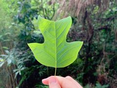 -铁山坪森林公园