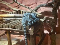 -Zoolung Zoolung动物主题公园(海信广场店)