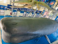 -上海海洋大学鱼文化博物馆(军工路校区)