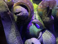 -太平洋海底世界