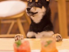 -豆柴町-柴犬主题狗咖(红鼎国际C座店)