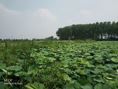 -同銮特种养殖场·龙虾垂钓