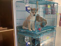 -1013 PET SHOP精品宠物商店(丁香店)