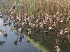 -昆山城市生态森林公园