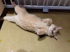 -逗柴咖啡屋·狗咖猫咖宠物桌游
