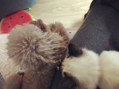 -康乐宝动物医院