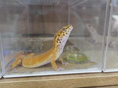 -酷以爬仙阁实体爬宠店·守宫·蜥蜴·专业繁育