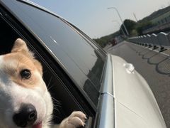 -宠颐生斯嘉宠物医院·急重症·心内科(谷阳北路分院)
