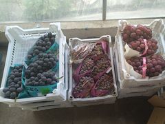 -马陆小张葡萄园农家乐