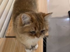 -平行世界·猫咖(首经贸店)