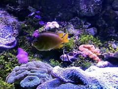 -悉尼海洋生物水族馆