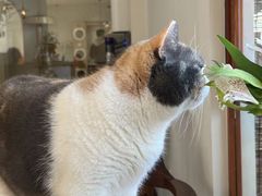 -有猫主题·治愈系猫咖(曾厝垵店)