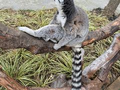 -上海野生动物园