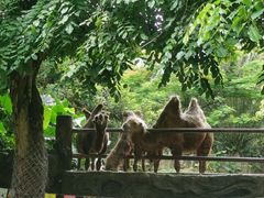 -海南热带野生动植物园