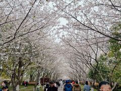-高东镇樱花园
