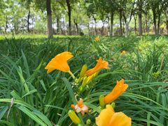 -永定河休闲森林公园